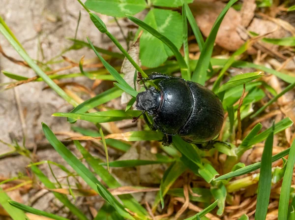 Alto Ángulo Tiro Escarabajo Dor Escalada Sobre Algunas Hojas Hierba —  Fotos de Stock