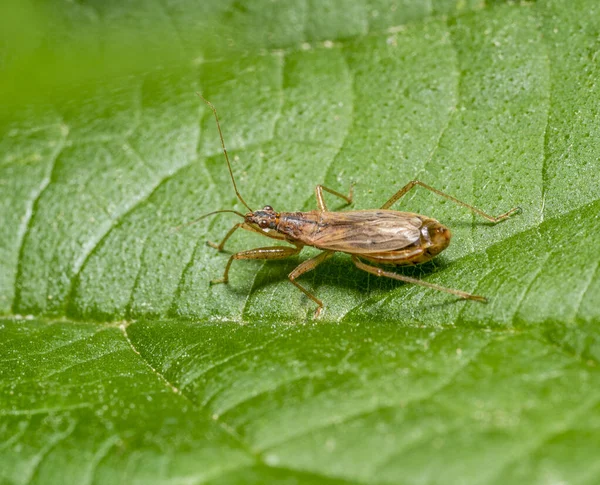 Yeşil Yaprağın Üzerinde Küçük Hanım Böceği Gösteren Makro Fotoğraf — Stok fotoğraf