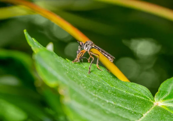 Pequeno Robberfly Pernas Amarelas Com Presa Ambiente Natural — Fotografia de Stock