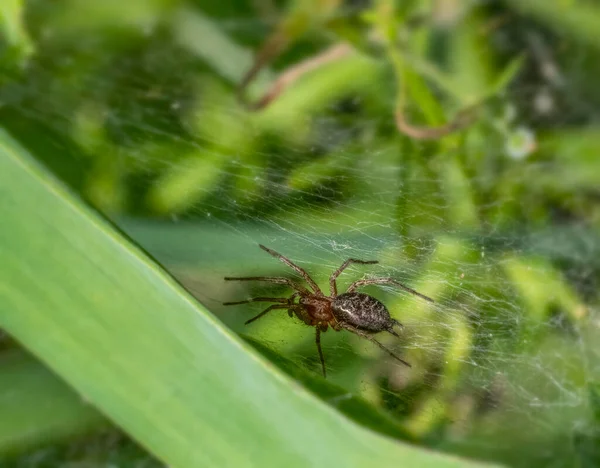 網と緑の雰囲気の中で漏斗織のクモの低角度マクロショット — ストック写真