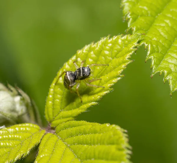 Koppar Sol Hoppare Spindel Grönt Löv — Stockfoto