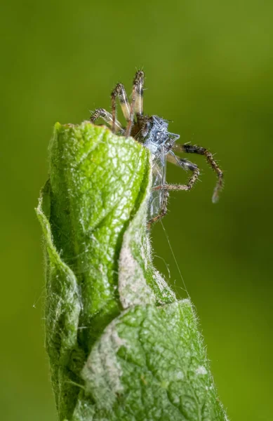 Yuvarlanan Yaprağın Tepesindeki Örümceğin Avıyla Alçak Açılı Görüntüsü — Stok fotoğraf