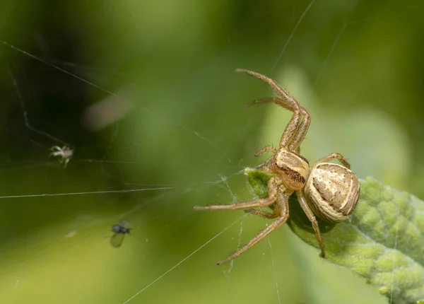 Makro Záběr Kraba Pavouka Číhajícího Okraji Listu — Stock fotografie