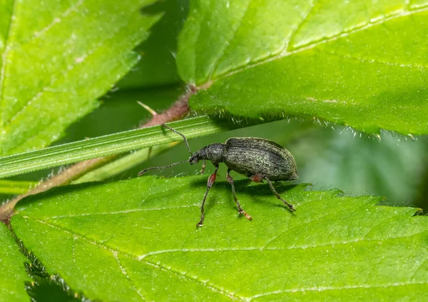 Yeşil Burunlu Bir Böceğin Doğal Ortamdaki Yapraktaki Makro Görüntüsü — Stok fotoğraf