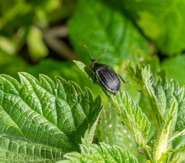Isırgan Yaprağının Ucundaki Leş Böceği — Stok fotoğraf