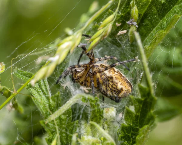 Boční Záběr Hnědého Vzorovaného Pavouka Zelených Listech Popruhem — Stock fotografie