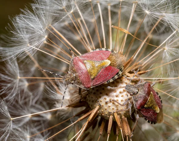 Macro Shot Showing Two Sloe Bugs Dandelion Blowball — Stock Photo, Image