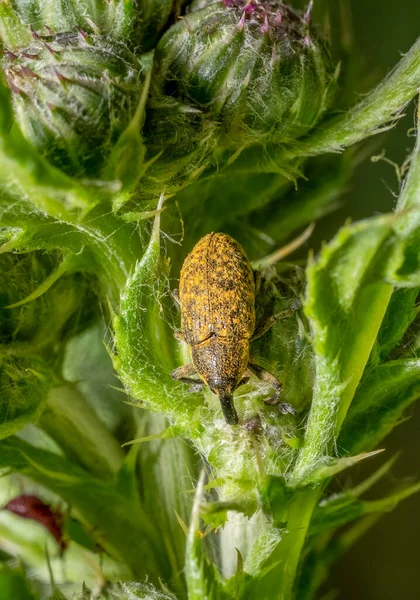 Canada Thistle Bud Weevil Ένα Φυτό Γαϊδουράγκαθο Μπουμπούκια — Φωτογραφία Αρχείου