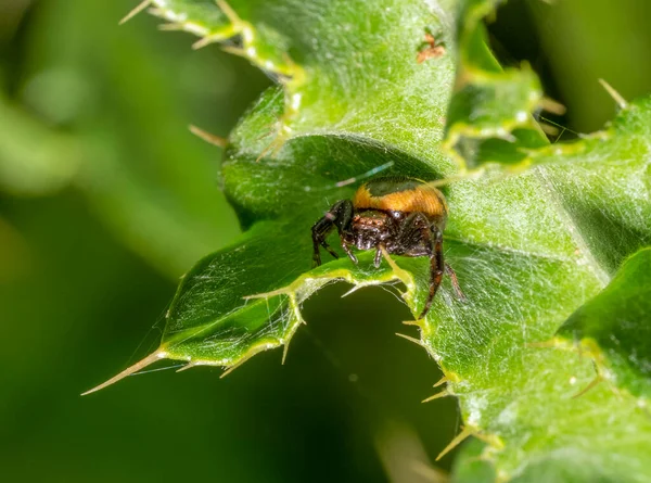 Dikenli Yeşil Bir Yaprağın Üzerinde Gizlenen Napolyon Örümceğinin Makro Görüntüsü — Stok fotoğraf