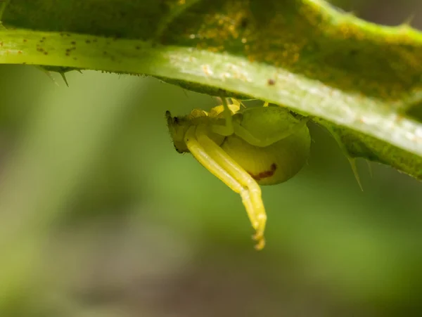 Macro Tiro Uma Aranha Caranguejo Goldenrod Abaixo Uma Folha Verde — Fotografia de Stock