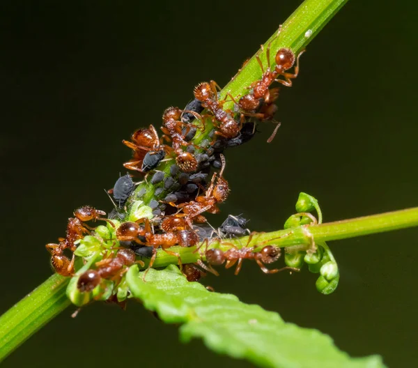植物の茎のアブラムシから蜂蜜の露を保護し 収集するいくつかのアリを播種するマクロショット — ストック写真