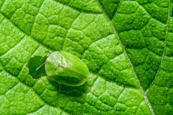 Besouro Tartaruga Verde Alimentando Uma Folha Verde Vista Cima — Fotografia de Stock
