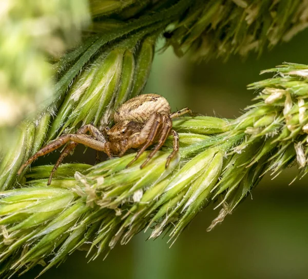 螃蟹蜘蛛潜伏在草地上的宏观镜头 — 图库照片