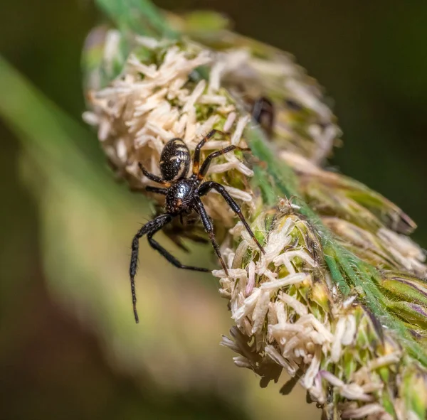 拿破仑蜘蛛潜伏在草地上的宏观镜头 — 图库照片