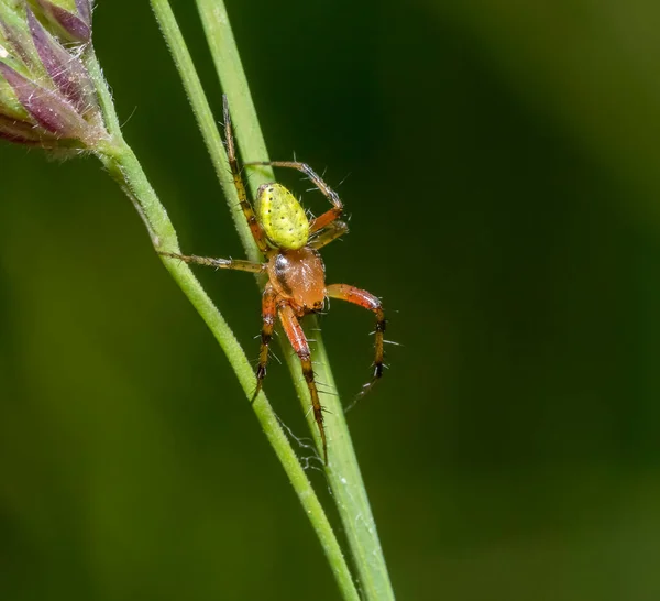 Salatalık Yeşili Örümcek Çimlere Tırmanıyor — Stok fotoğraf