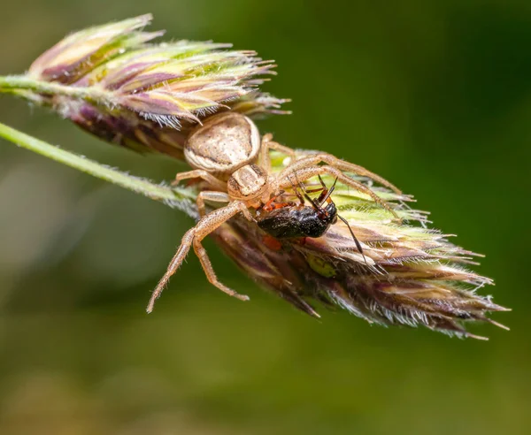 草耳上有猎物的螃蟹蜘蛛 — 图库照片