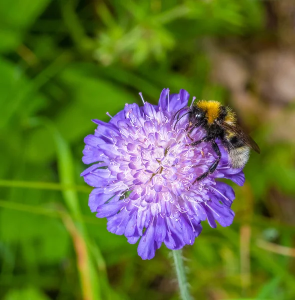 Bumblebee Ουρά Στο Κεφάλι Μπλε Λουλούδι — Φωτογραφία Αρχείου