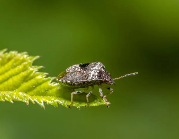 Yeşil Sırtlı Bir Yaprağın Kenarındaki Woundwort Kalkan Böceğinin Düşük Açılı — Stok fotoğraf