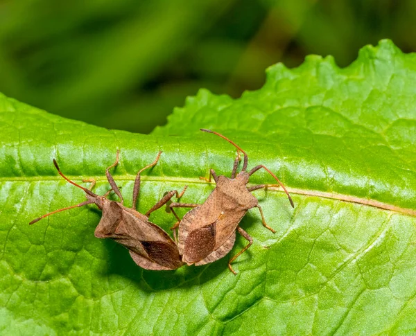 Güneşli Ortamda Yeşil Bir Yaprağın Üzerindeki Çiftleşme Böceği — Stok fotoğraf