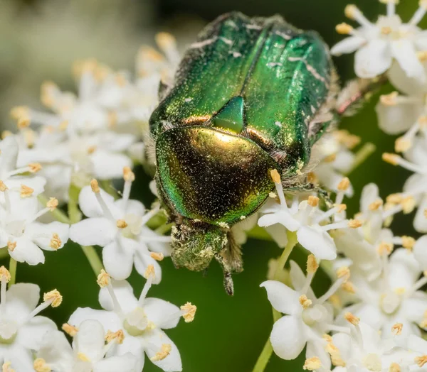 stock image Frontal macro shot of a green rose chafer on white flowers