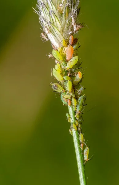 Makroaufnahme Einiger Grüner Blattläuse Auf Einem Pflanzenstiel — Stockfoto