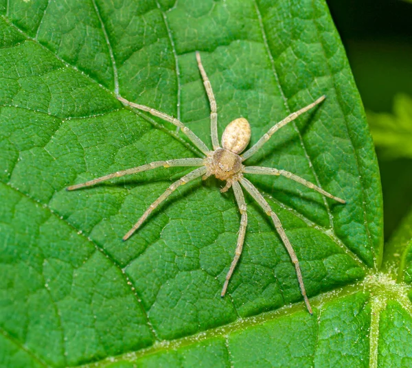 Makroaufnahme Einer Hellen Spinne Auf Grünem Blatt — Stockfoto