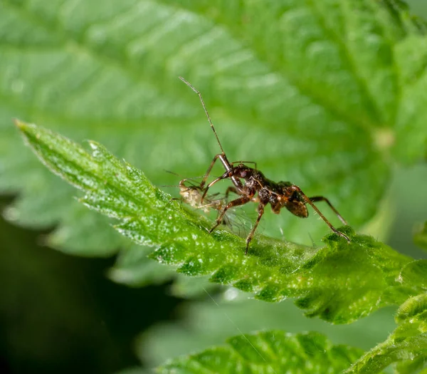 低角度宏观拍摄 显示一只有猎物的蚂蚁金丝雀 — 图库照片