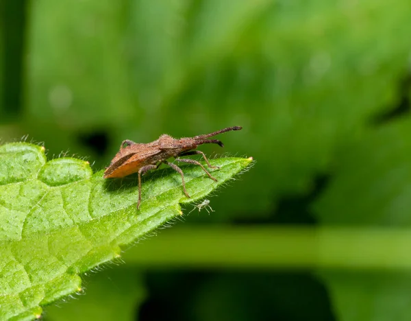 Isırgan Yaprağının Ucundaki Yaprak Ayaklı Böceğin Düşük Açılı Makro Çekimi — Stok fotoğraf
