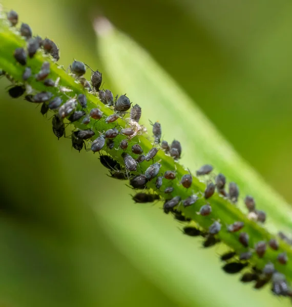 Makroaufnahme Mit Vielen Dunklen Blattläusen Auf Einem Pflanzenstiel — Stockfoto