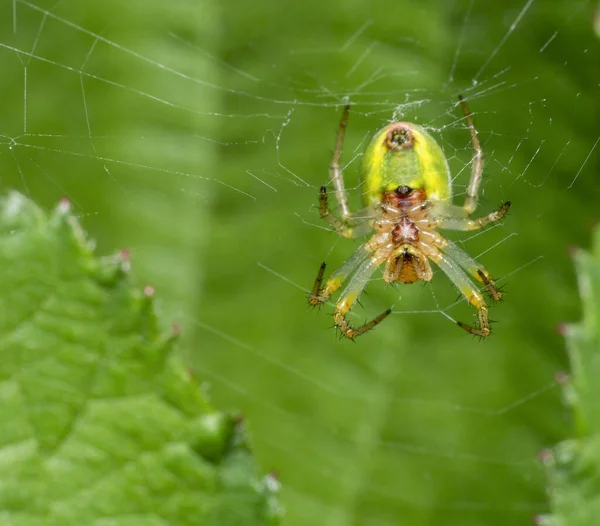 Reverse side of a cucumber green spider resting at her web in front of green leaves