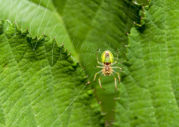 Reverse side of a cucumber green spider resting at her web in front of green leaves