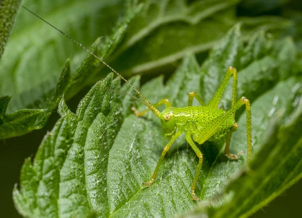 Larva Του Speckled Θάμνος Κρίκετ Ένα Πράσινο Φύλλο Στις Αρχές — Φωτογραφία Αρχείου