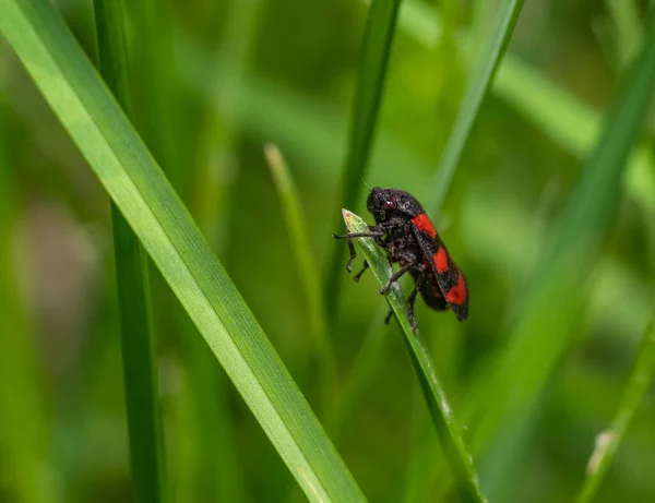 Siyah Kırmızı Froghopper Yeşil Atmosferdeki Bir Bitkide Dinleniyor — Stok fotoğraf