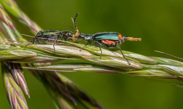 Malakit Böceğinin Çim Kulağı Üzerinde Makro Pozu — Stok fotoğraf