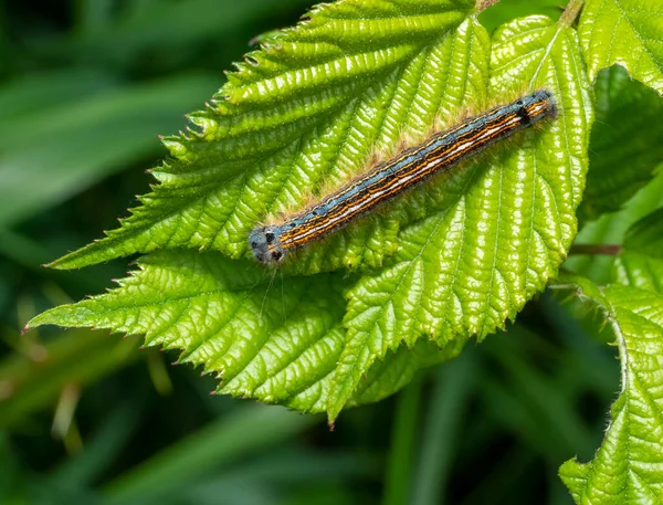 緑色の葉を持つ小枝の上に欠けている蛾を示すマクロショット — ストック写真