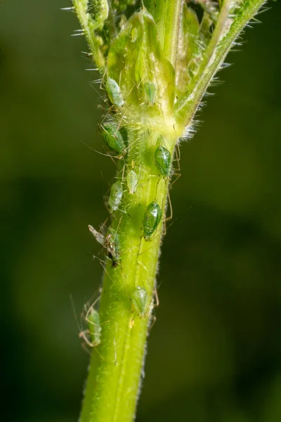 Bitki Sapındaki Yeşil Yaprak Bitlerinin Makro Görüntüsü — Stok fotoğraf