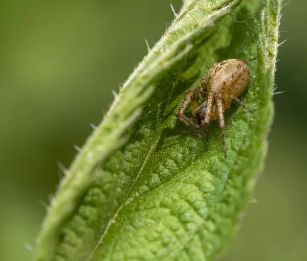 葉に潜んでいる賑やかなクモのマクロショット — ストック写真