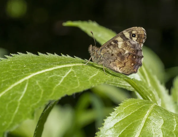Seitliche Aufnahme Eines Gesprenkelten Schmetterlings Mit Geschlossenen Flügeln Der Auf — Stockfoto