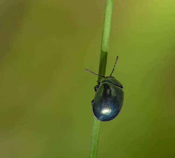 緑の雰囲気の中で茎にメタリックブルーの葉甲虫 — ストック写真