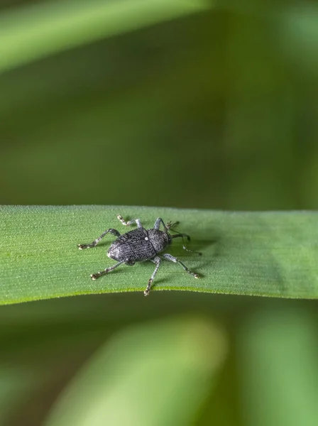 Çimen Yaprağındaki Burun Böceği Doğal Atmosferde — Stok fotoğraf
