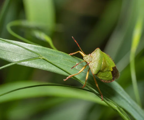 Green Shield Bug Grass Leaf Natural Ambiance — Stock Photo, Image