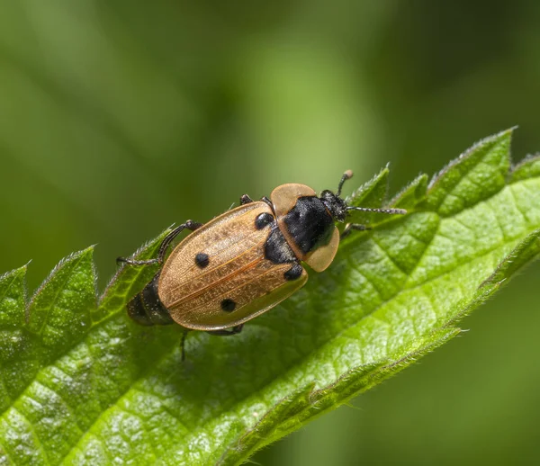 Isırgan Yaprağında Dört Benekli Leş Böceği — Stok fotoğraf