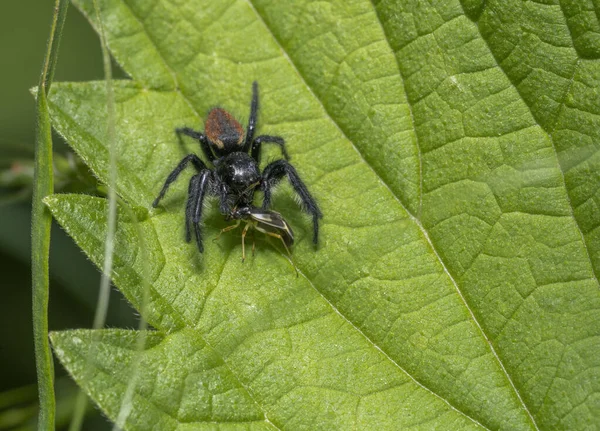 雄性跳跃蜘蛛Carrhotus Xanthogramma 捕食绿色植物叶子 — 图库照片