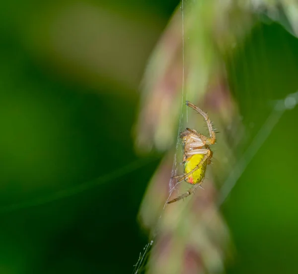 Salatalık Yeşili Bir Örümceğin Bulanık Bir Çim Kulağının Önündeki Ağda — Stok fotoğraf