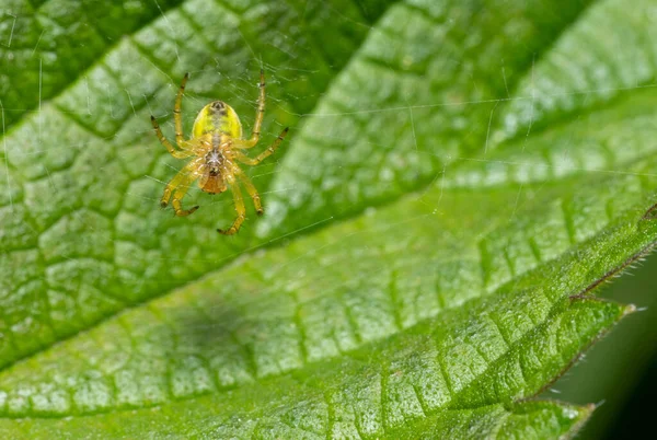 在刺鼻的荨麻叶前 将黄瓜绿色蜘蛛倒挂在她的蜘蛛网上 — 图库照片