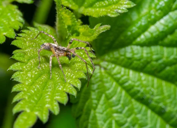 Isırgan Yaprağının Üzerinde Vızıldayan Bir Örümceğin Düşük Açılı Makro Çekimi — Stok fotoğraf