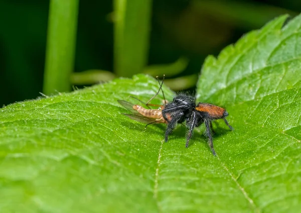 雄性跳跃蜘蛛Carrhotus Xanthogramma 捕食绿色植物叶子 — 图库照片