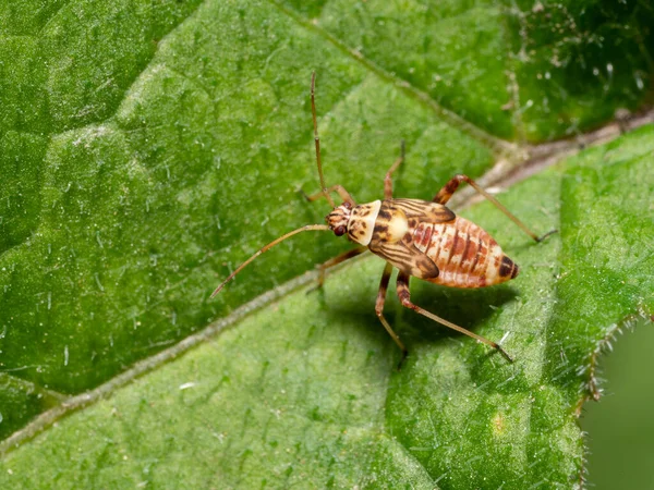 벌레의 애벌레 — 스톡 사진