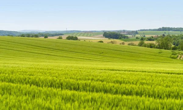 Ländliche Landschaft Mit Grünem Getreidefeld Frühsommer Süddeutschland lizenzfreie Stockbilder