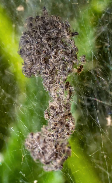 Makró Felvétel Fiatal Pókok Összefonódását Mutatja Webby Környezetben — Stock Fotó